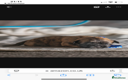 Mixed Breed dogs for sale: 6 Gorgeous Shorkie’s ready 20/12/025 - Advert 12