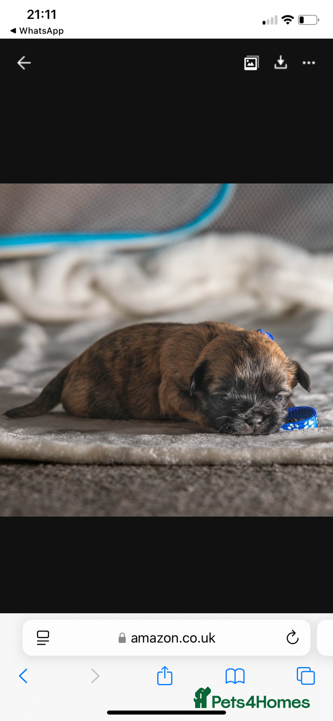 Mixed Breed dogs for sale: 6 Gorgeous Shorkie’s ready 20/12/025 - Advert 12