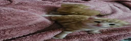 Domestic Shorthair cats for sale: 2 kittens for sale. in Sheffield - Advert 37