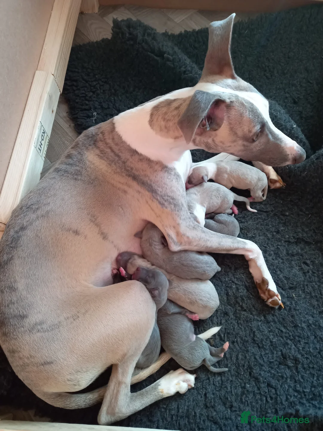 Whippet dogs for stud: Whippet stud dog in Somerton - Advert 33