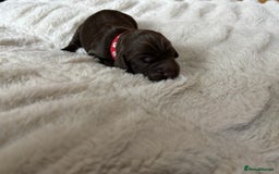 Cockapoo dogs for sale: 🍫🐶 F1b Chocolate Cockapoo Puppies🐶🍫  - Image 20