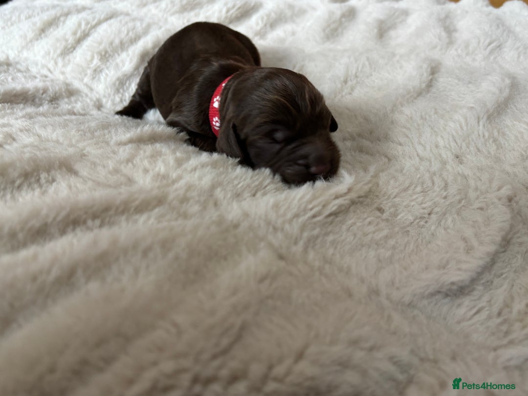 Cockapoo dogs for sale: 🍫🐶 F1b Chocolate Cockapoo Puppies🐶🍫  - Image 20
