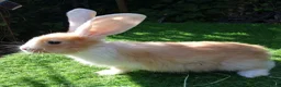 Continental Giant rabbits for sale: PURE Continental Giants - White Eared - Vaccinated - Advert 3