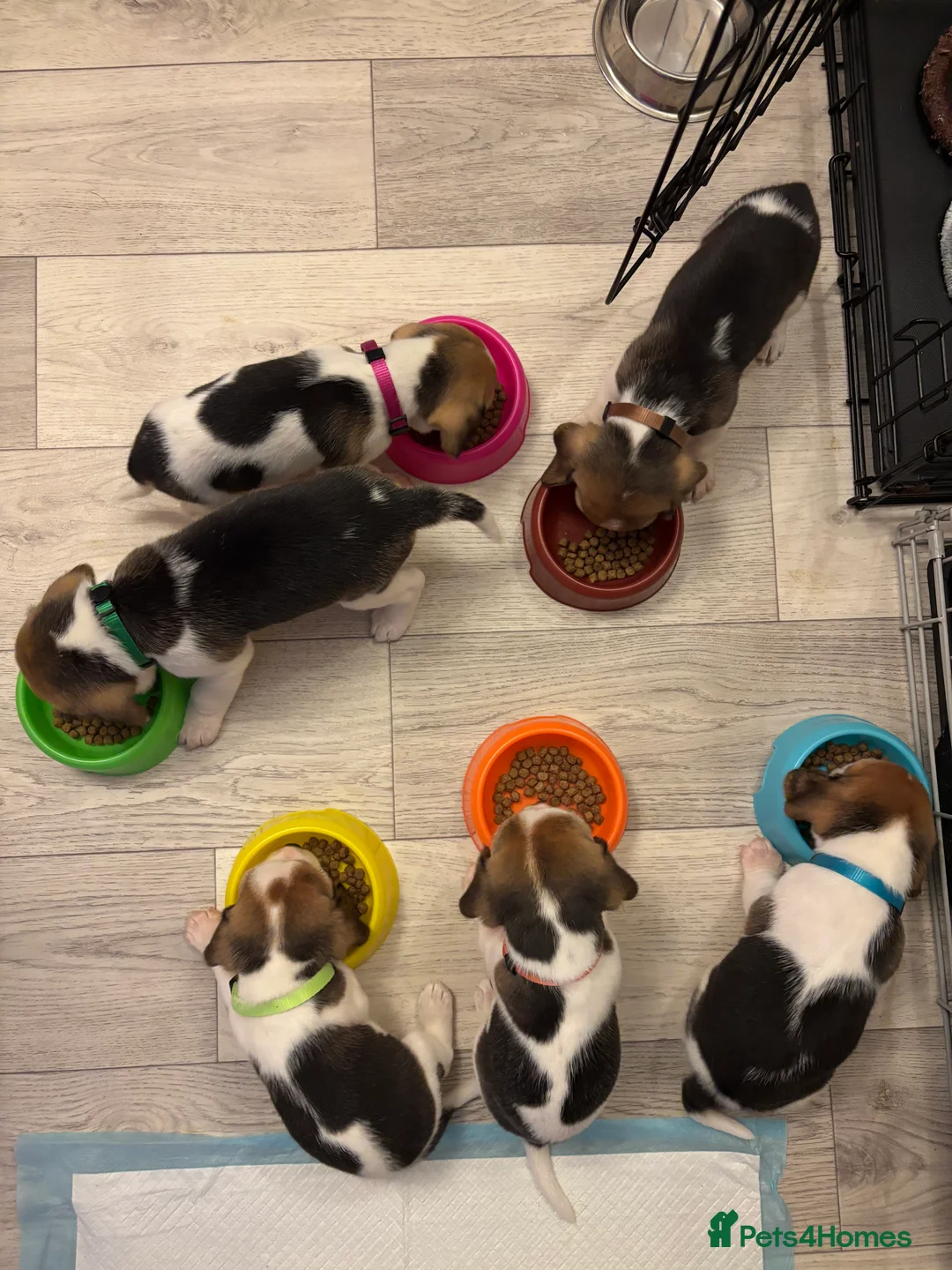 Beagle dogs for sale: Pure bred beagle girls - Advert 2