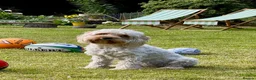 Cavapoo dogs for sale: Adorable Cavapoo Puppies Coming :-) - Advert 1