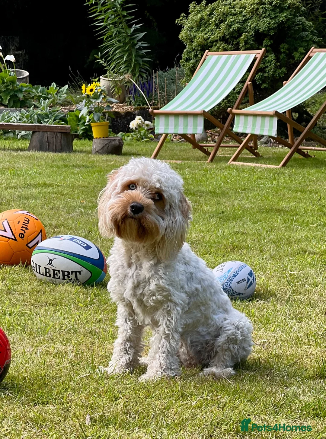 Cavapoo dogs for sale: Adorable Cavapoo Puppies Coming :-) - Advert 1