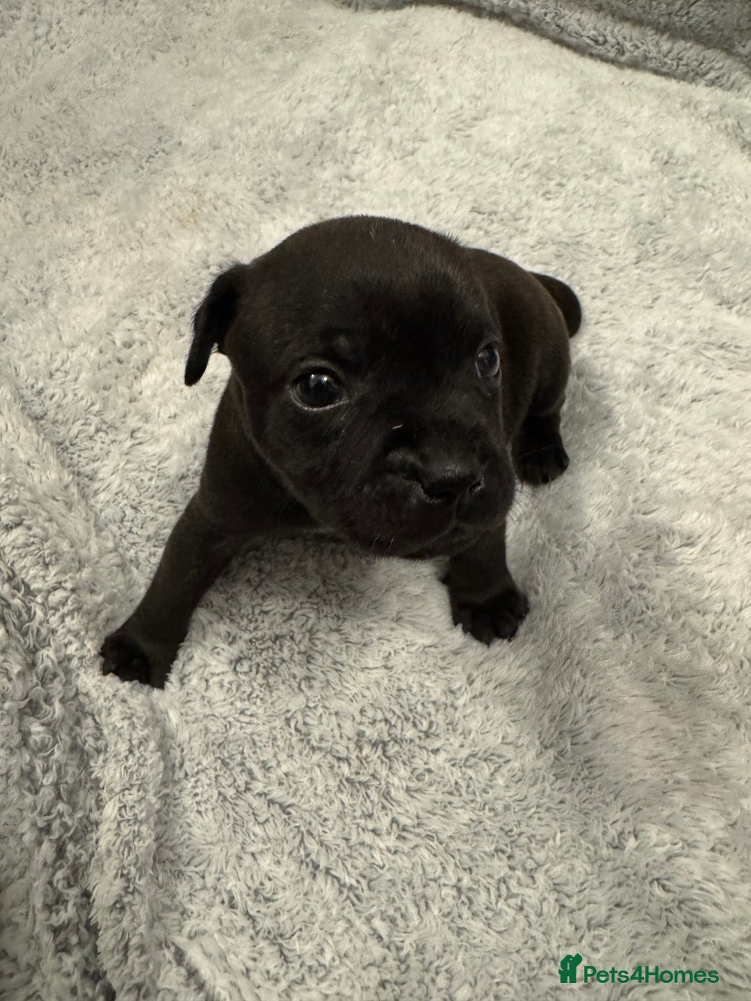 Staffordshire Bull Terrier dogs for sale: KC Staffordshire bull terrier puppies  - Advert 5