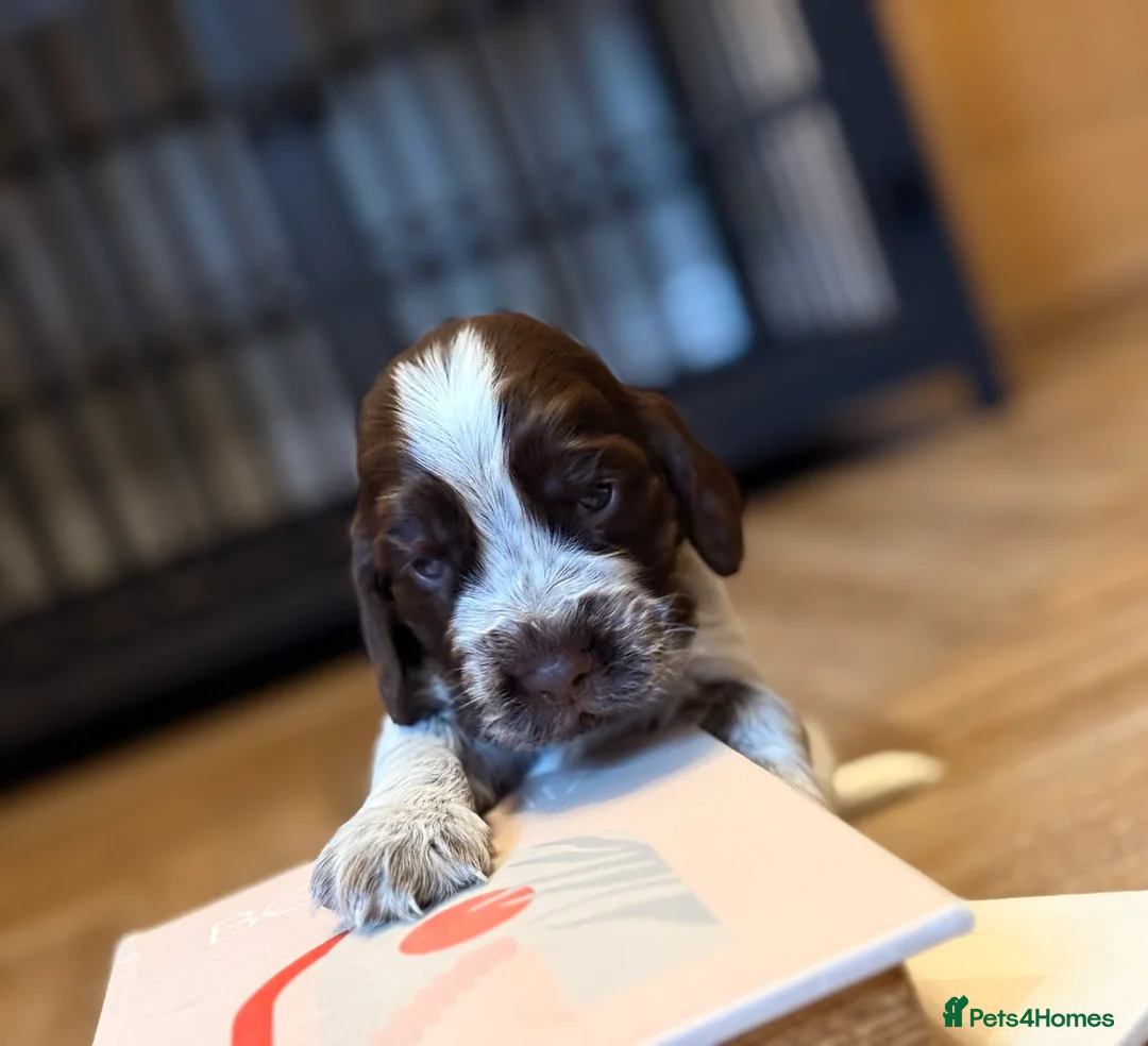 Cocker Spaniel dogs for sale: Show type cocker spaniels  - Advert 28