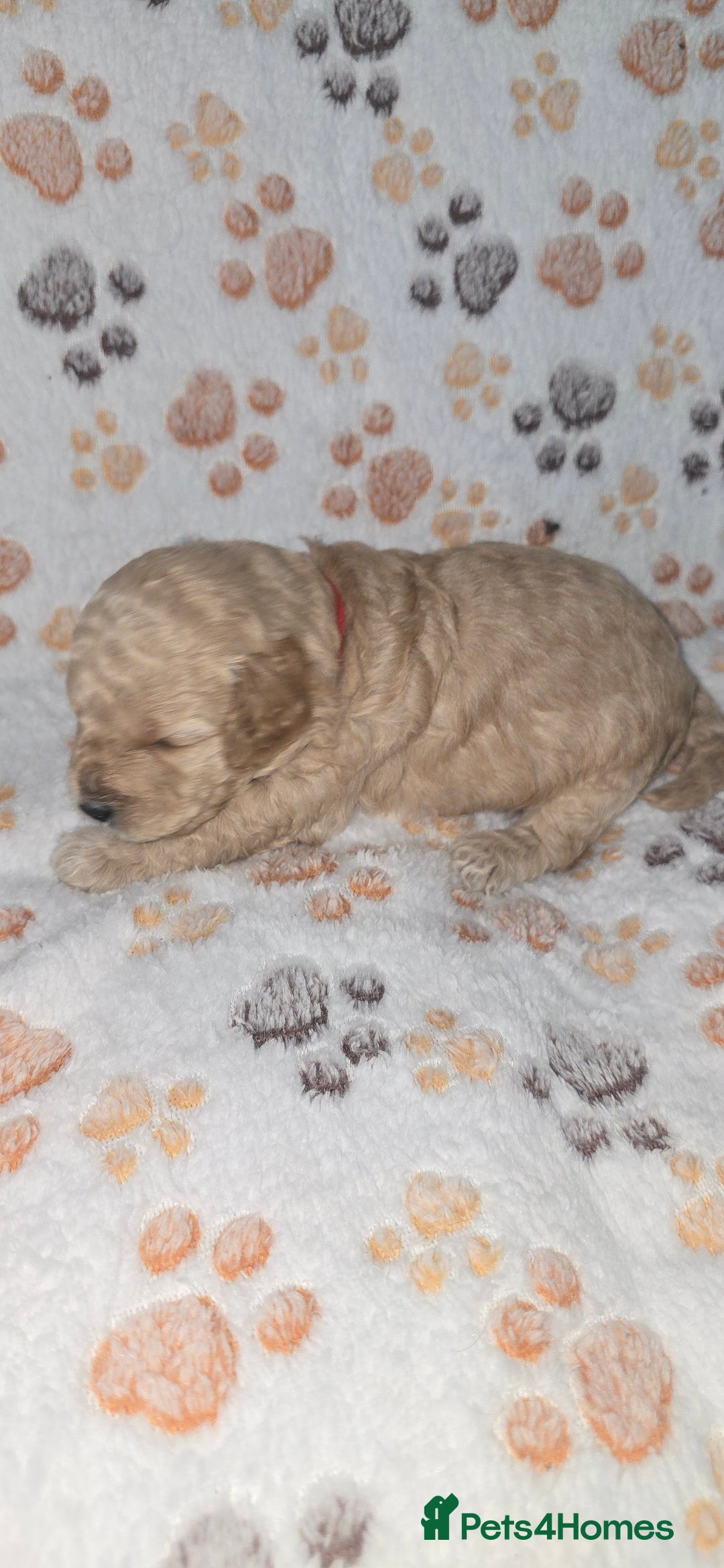 Cockapoo dogs for sale: 7 absolutely adorable cockapoo pups!  - Advert 15