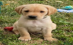Labrador Retriever dogs for sale: Gorgeous Labrador puppies for sale - Image 14