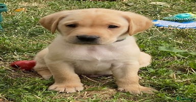 Labrador Retriever dogs - Advert 3