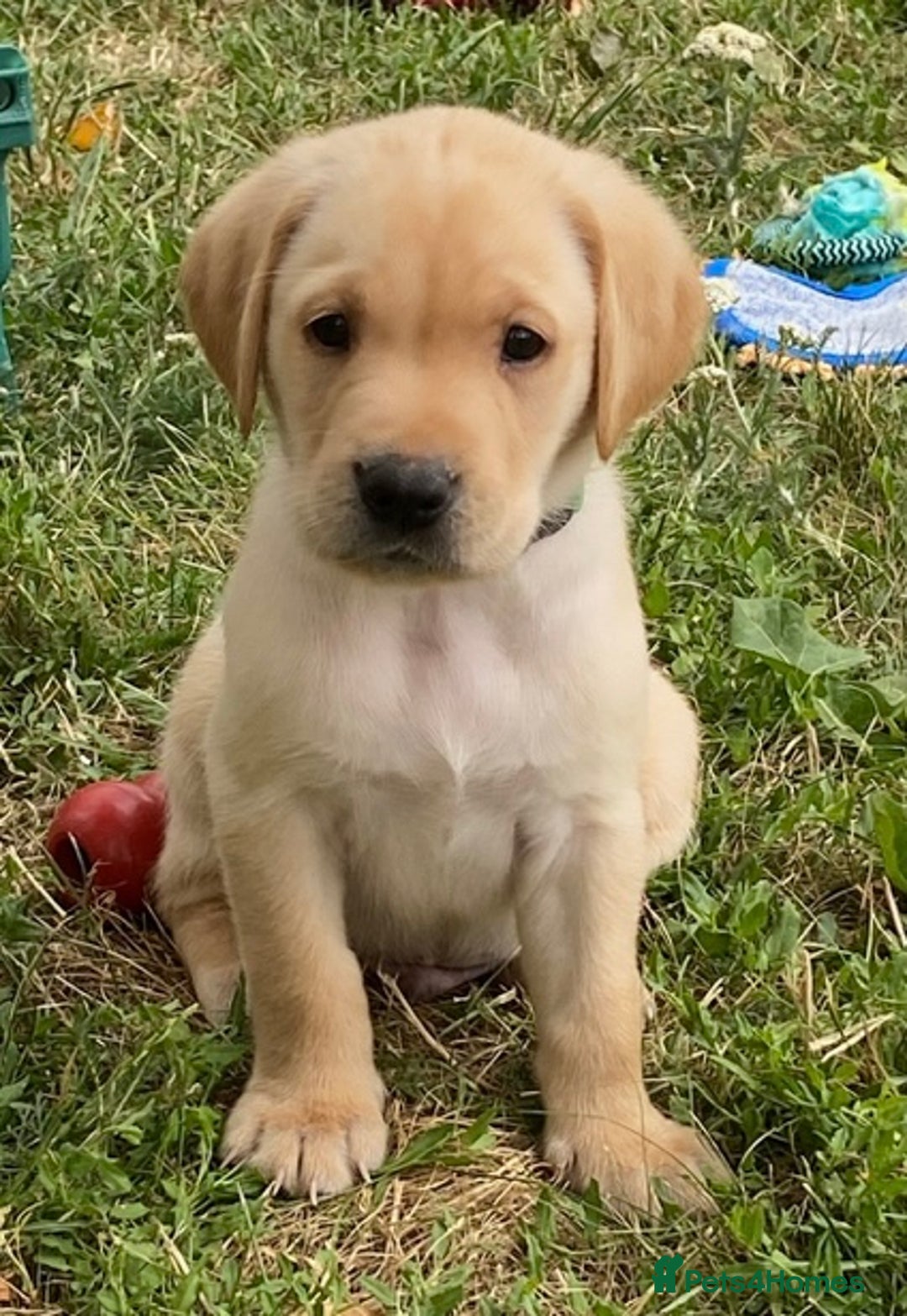 Labrador Retriever dogs for sale: Gorgeous Labrador puppies for sale - Image 14