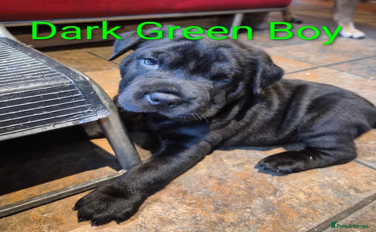 Mixed Breed dogs - Advert 5
