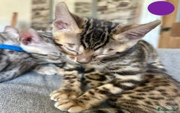 Bengal cats for sale: 5 Stunning Bengal girls ready for their new homes - Image 17