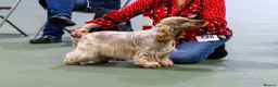 Cocker Spaniel dogs for sale: Blue roan cocker bitch puppy  - Advert 3