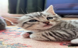 Bengal cats for sale: bengal kittens - Image 14