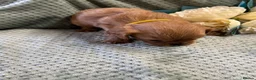 Cavalier King Charles Spaniel dogs for sale: Cavalier King Charles  - Advert 37