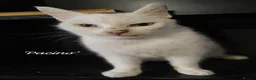 Mixed Breed cats for adoption: Pacino, 4-5 yrs old. Available for adoption. - Advert 3