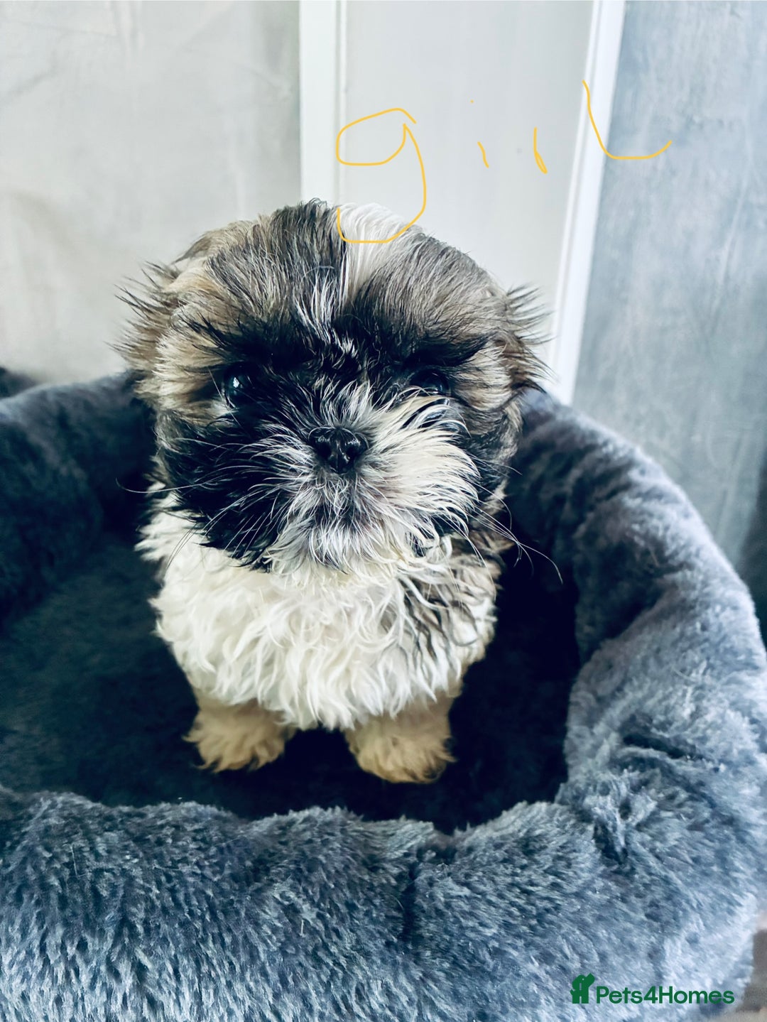 Shih Tzu dogs for sale: Shihtzu pups - Image 1