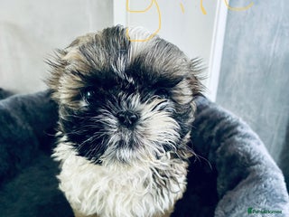 Shih Tzu dogs - Advert 28