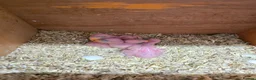 Ringnecks birds for sale: Ringneck Pairs - Advert 2