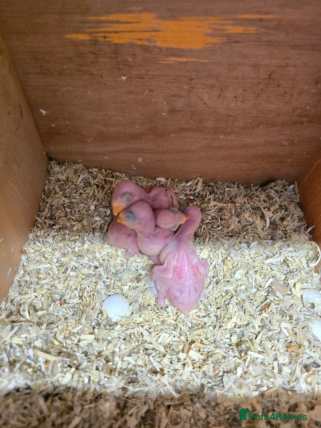 Ringnecks birds for sale: Ringneck Pairs - Advert 2