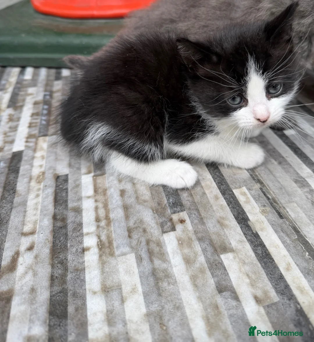 Mixed Breed cats for sale: 3 male kittens available  - Advert 2
