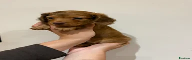 Dachshund Puppy 1