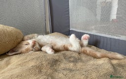 Maine Coon cats for sale: Maine coon babies  - Image 7