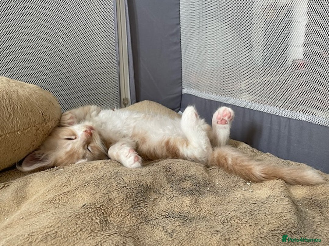 Maine Coon cats for sale: Maine coon babies  - Image 7