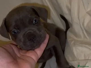 Cane Corso dogs ICF/ICCF Champion 6th GENERATION Cane Corso pups - Advert 5