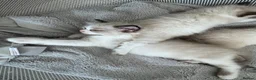 Ragdoll cats for sale: Beautiful Ragdoll Kittens - Advert 2
