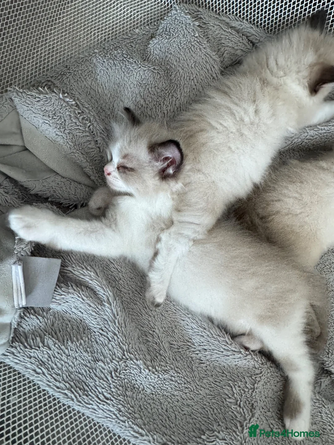 Ragdoll cats for sale: Beautiful Ragdoll Kittens - Advert 2
