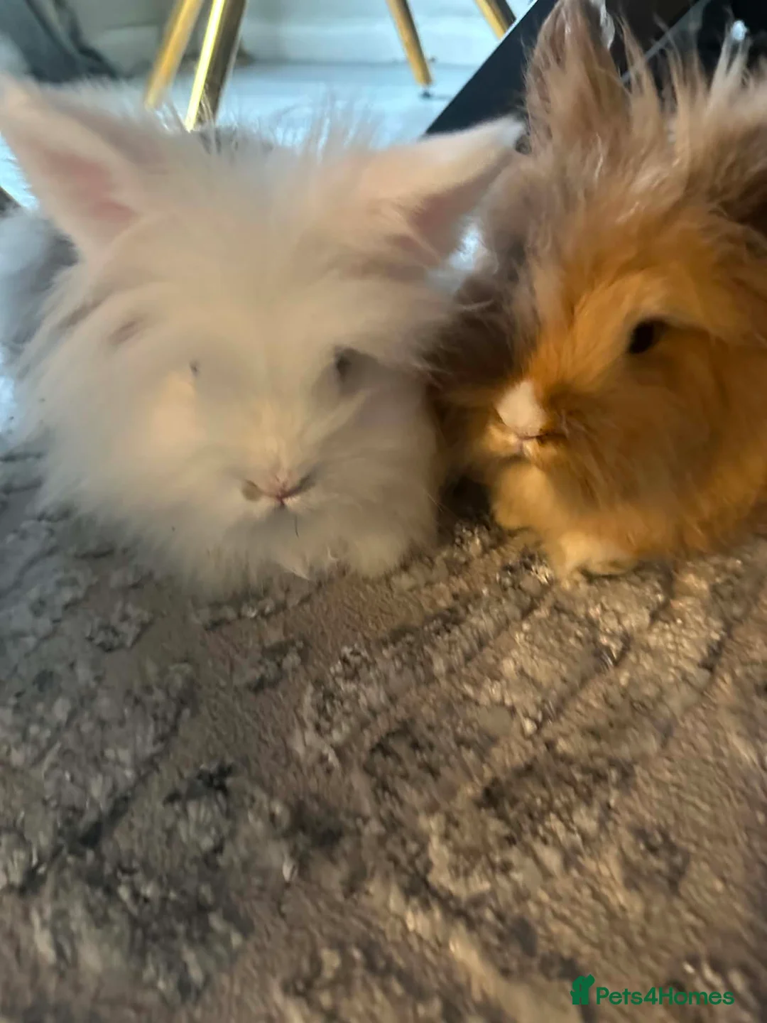 Lionhead rabbits for sale: Lionhead bunnies - Advert 1
