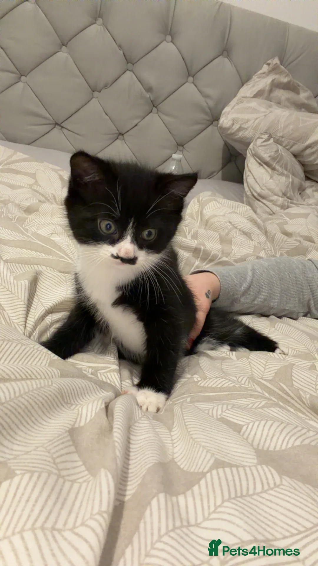 Mixed Breed cats for sale: Persian blue Russian & Tabby - Advert 21