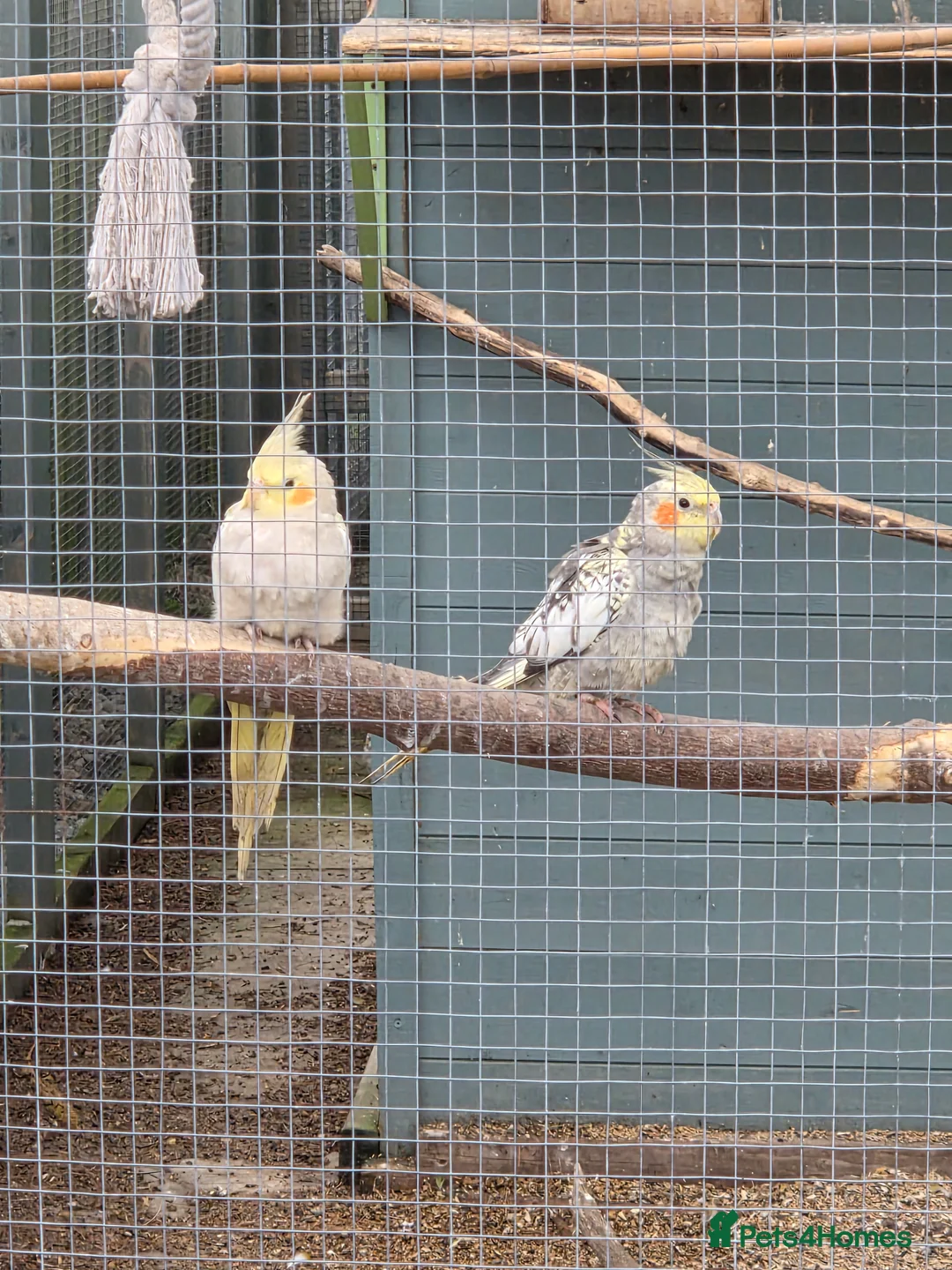 Cockatiels birds for sale: Stunning Young Cockatiels For Sale - Advert 7