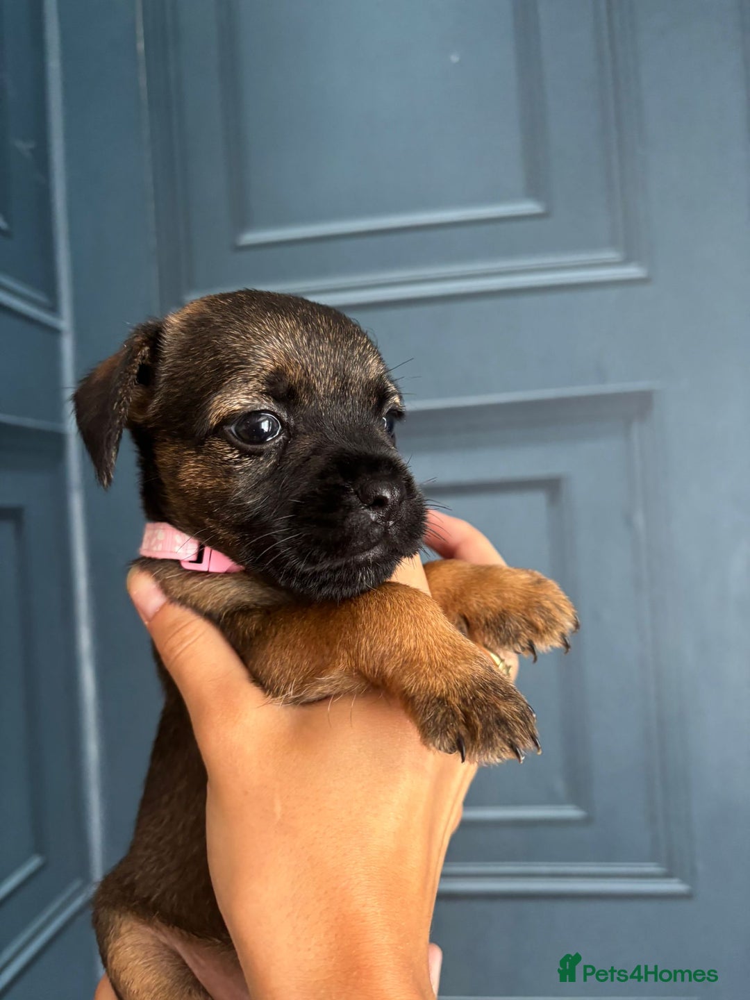 Border Terrier dogs for sale: Slem clear stunning boarder terrier puppies  - Image 12