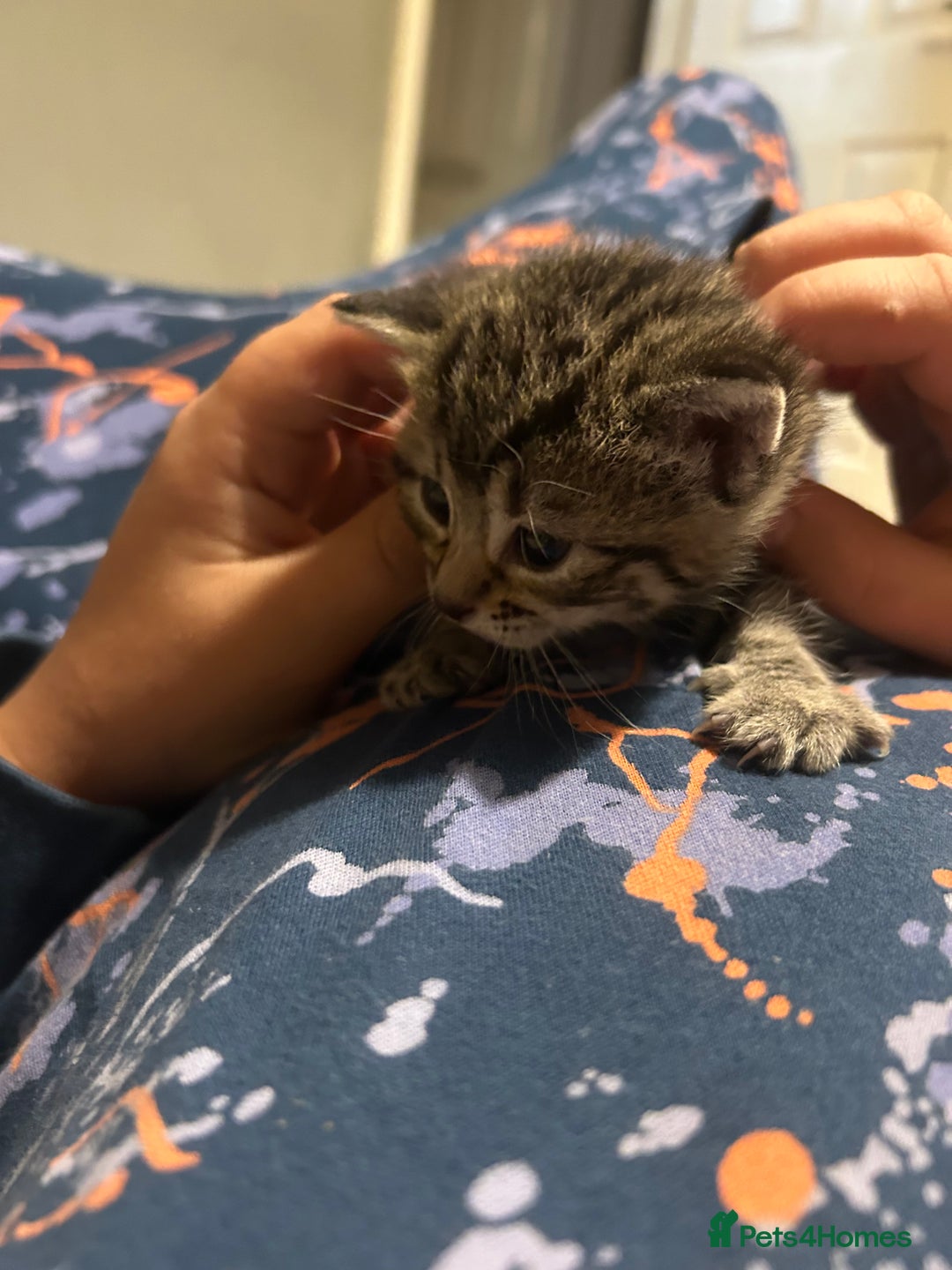 Mixed Breed cats for sale: Beautiful kittens  - Image 14