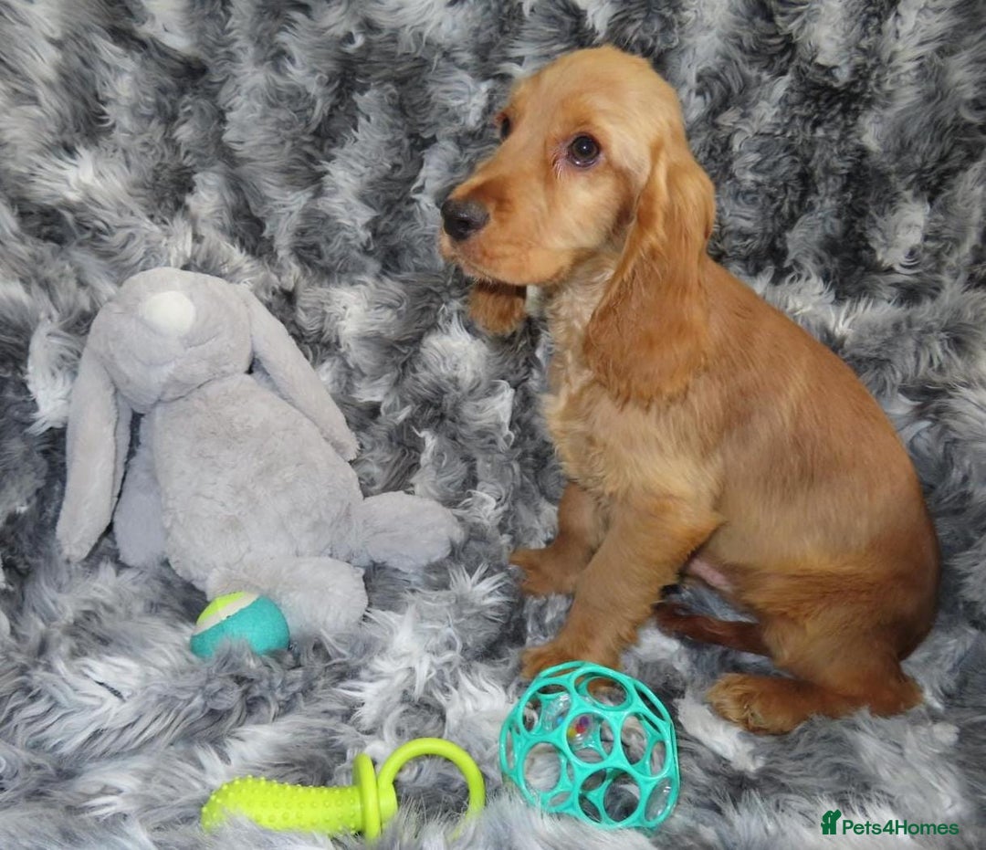 Cocker Spaniel dogs for sale: 🏆BEAUTIFUL COLOURS 🏆 SHOW TYPE COCKER SPANIELS - Image 18