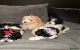 Mixed Breed dogs for sale: 4 little ones looking for a new home ❤️🩵💙 - Image 13