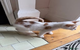 Mixed Breed cats for sale: Male female calico tortoiseshell grey kittens in Enfield - Image 10
