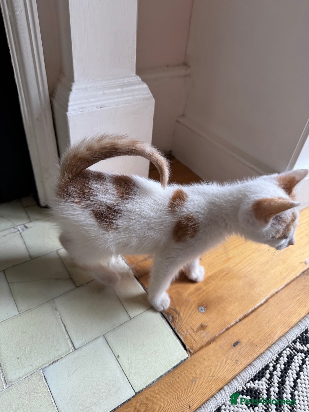 Mixed Breed cats for sale: Male female calico tortoiseshell grey kittens in Enfield - Image 10