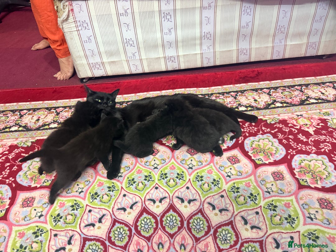 Mixed Breed cats for sale: Mixed breed - Advert 7