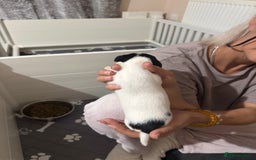 Jack Russell dogs for sale: 3 Jack Russell Puppies  - Image 6