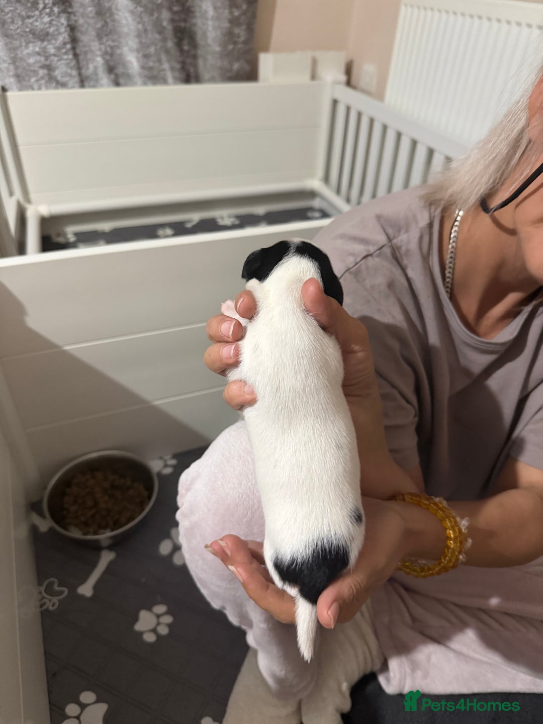 Jack Russell dogs for sale: 3 Jack Russell Puppies  - Image 6