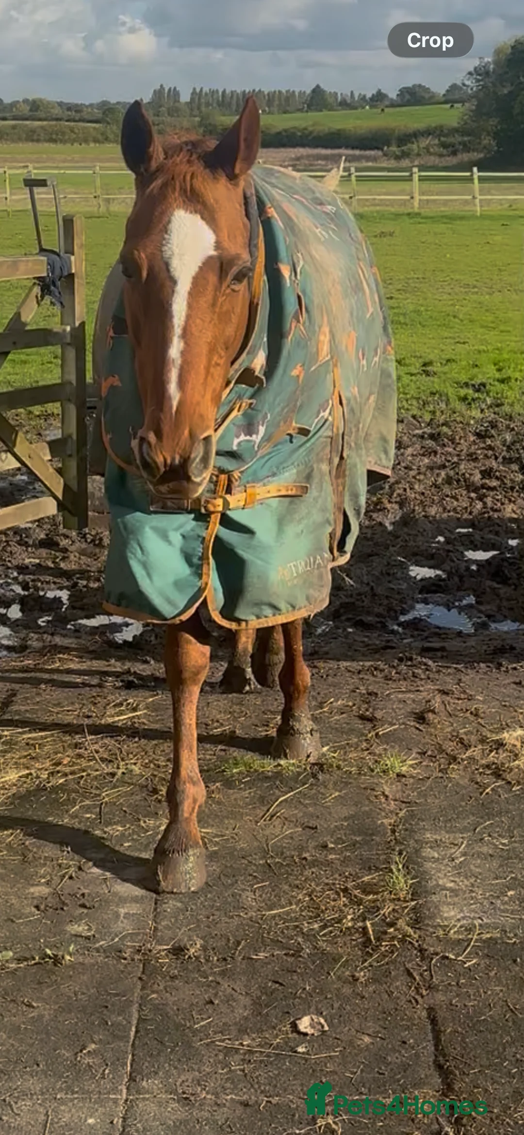 English Thoroughbred horses for sale: Sadly for sale  - Advert 3