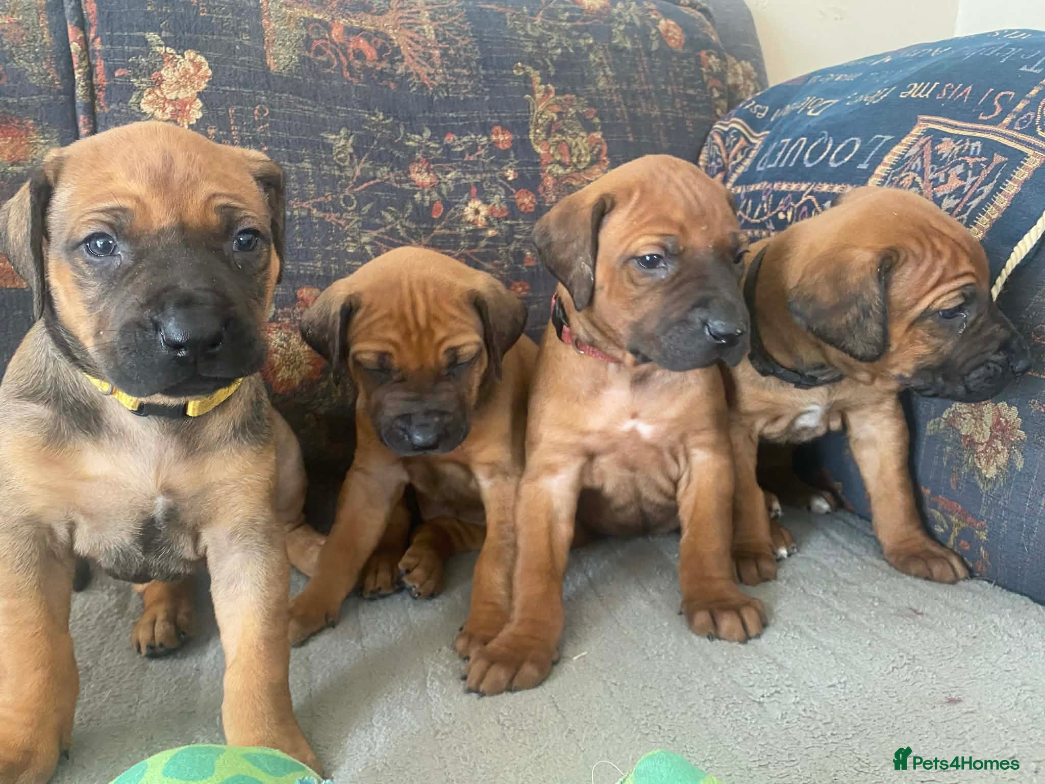 Rhodesian Ridgeback dogs KC reg Ridgeback puppies - Advert 1