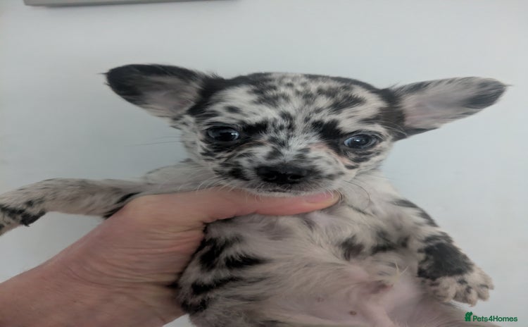 Chihuahua dogs Merle Chihuahua puppies  - Advert 2