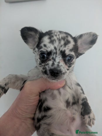 Chihuahua dogs Merle Chihuahua puppies - Advert 1