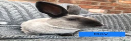 Rex rabbits for sale: Beautiful velvet mini Rex & Rex rabbits - Advert 15
